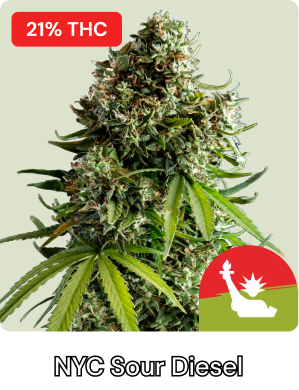 NYC Sour Diesel Tyson-3